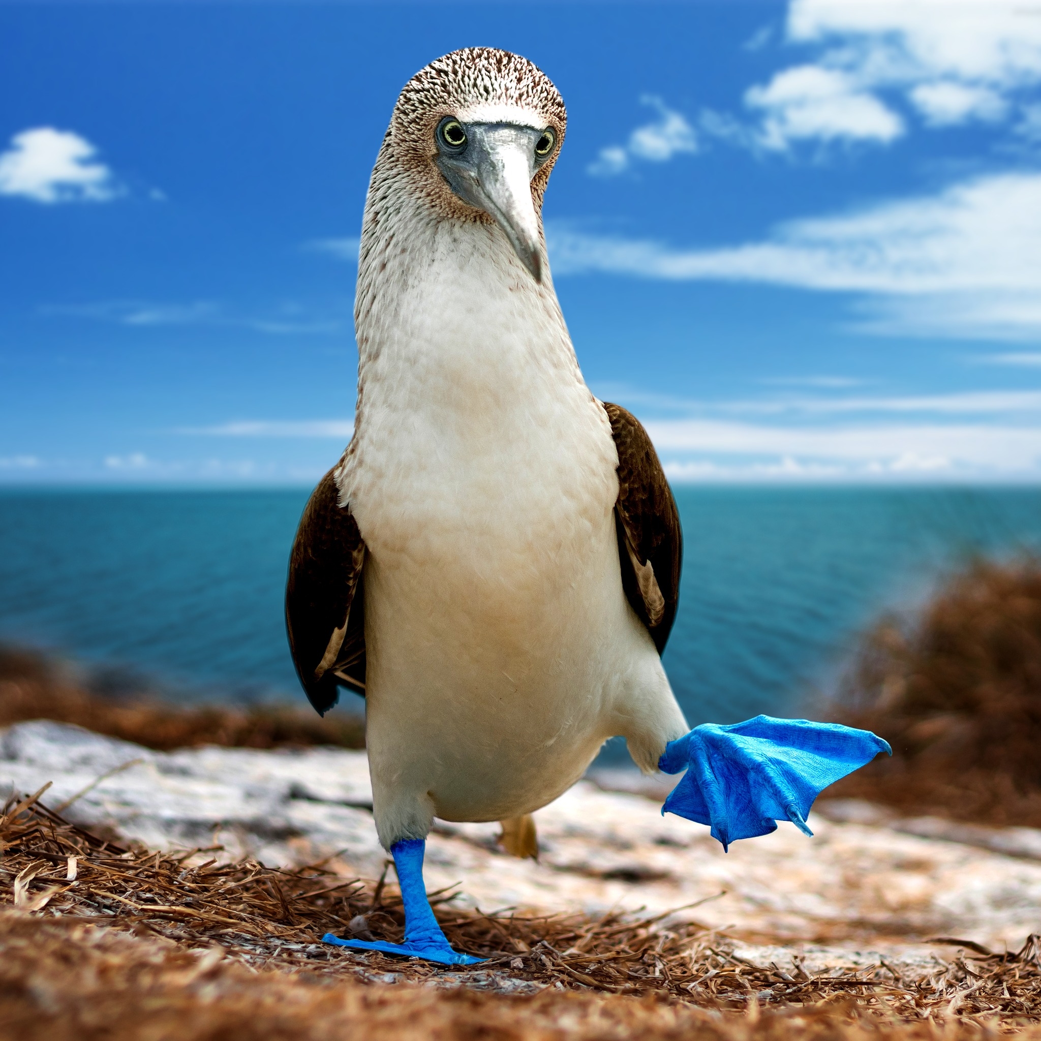 Blue footed boobie